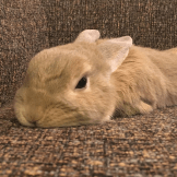 Irohamaru Github - Premium Geometric Wallpaper Gallery - HD