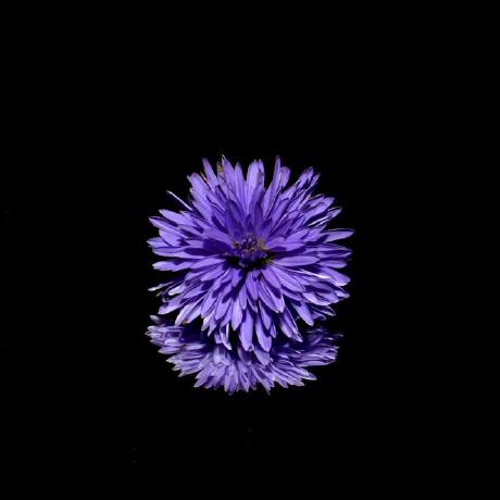 Sunflower Github - Download Ultra HD Ocean Background | Desktop