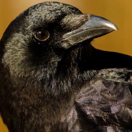 Mr Ravin Ravin Kumar Github - Amazing 4K Dark Patterns | Free Download