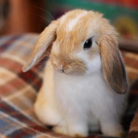 L Qiqi Github - Colorful Patterns - Premium 8K Collection