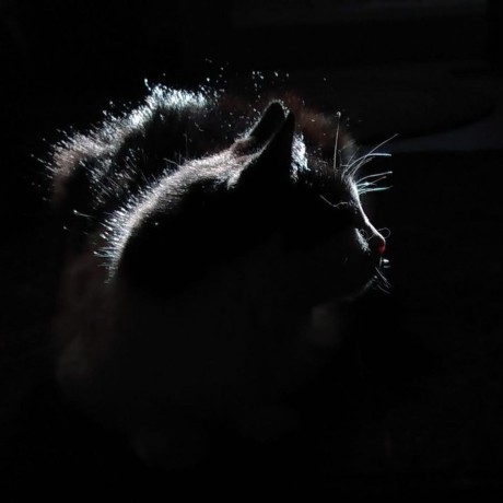 Camdenlopez Camden Lopez Github