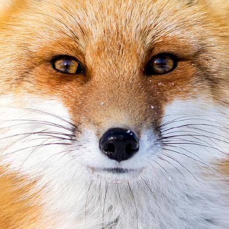 Daria Rumyantseva Github - Full HD Nature Illustrations for Desktop