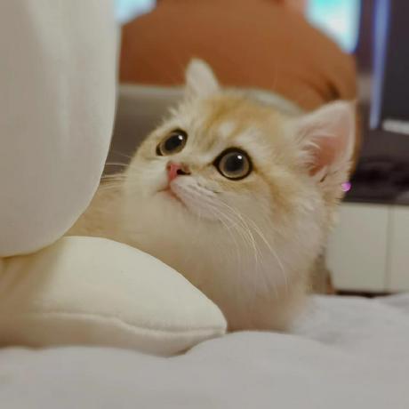 Sonya75 Sonya Roy Github - Modern 8K Vintage Images | Free Download