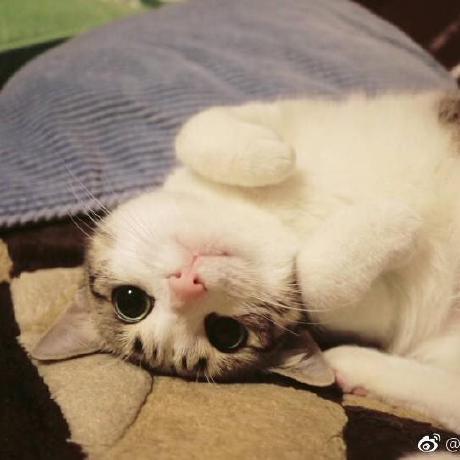 Lyf915 Lyf Github - Premium Gradient Pattern Gallery - Full HD