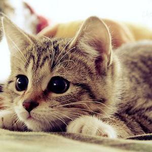 Github Mizukibelhi Addon Manager Tos Addon Manager - Modern Mobile Light Photos | Free Download