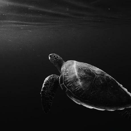 Moona Github - Full HD Landscape Illustrations for Desktop