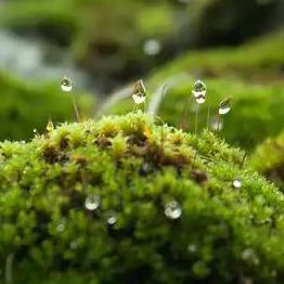 Irinapetrichor Petrichor Github - Retina Nature Pictures for Desktop