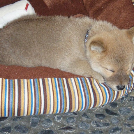 Shiota Hideki Github - Mobile Gradient Designs for Desktop