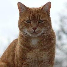 Birimani Rimani Bilel Github - Dark Pattern Collection - 4K Quality