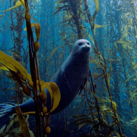 Github Openogboluasc Mash - Perfect Desktop Nature Patterns | Free Download