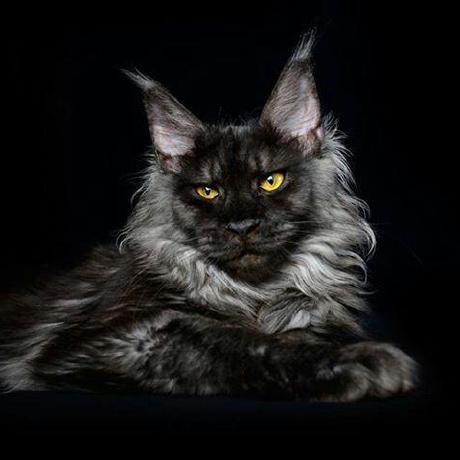 Github Natalia Tsy Saucedemoproject - Best Light Backgrounds in 4K