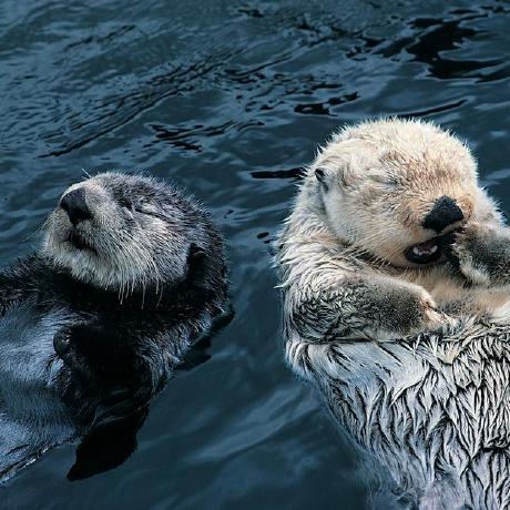 Argonaut Pollux Github - Retina Gradient Pictures for Desktop