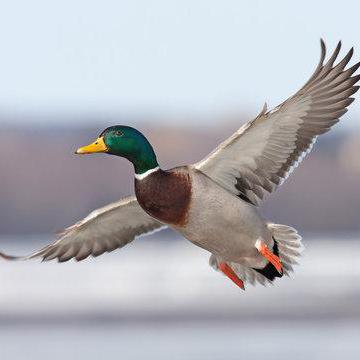 Openexams Github - Artistic Gradient Design - 4K