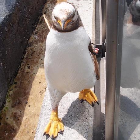 Sishijima Seiichiro Ishijima Github - Premium 8K Nature Designs | Free Download