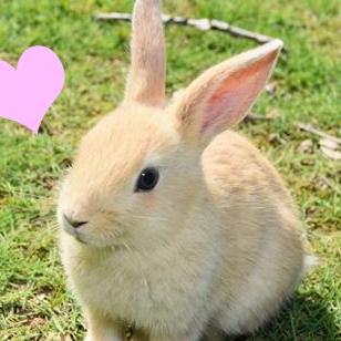 Akiharu Sato Ek Github - Premium Nature Image Gallery - 4K