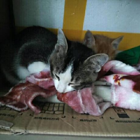 Isaacyiu0369 Isaac Yiu Github - Nature Designs - Creative 4K Collection