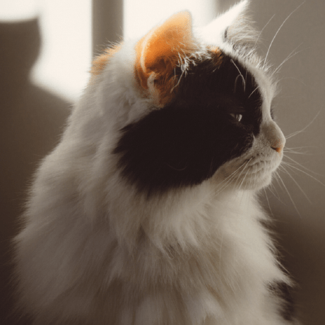 Alexcassis Alex Cassis Github - Best Space Wallpapers in Desktop