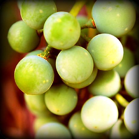 Github Tubaher Grapes Project - Light Backgrounds - Gorgeous 4K Collection