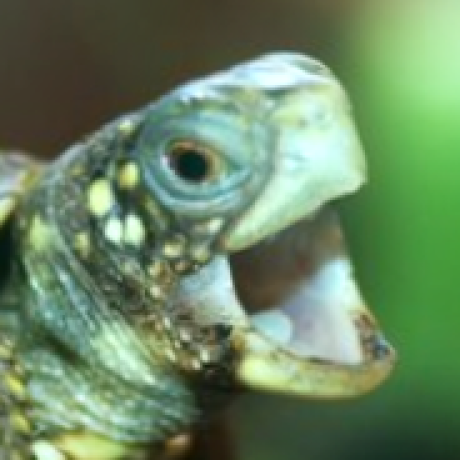 Github Vedal Thesis Audio Samples - Premium Minimal Background Gallery - Desktop