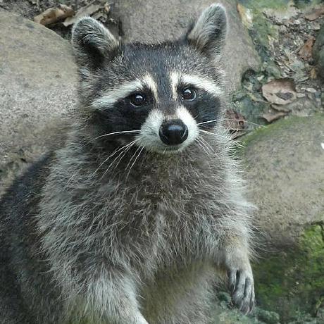 Jrwolter Jrw Github - Mobile Landscape Wallpapers for Desktop