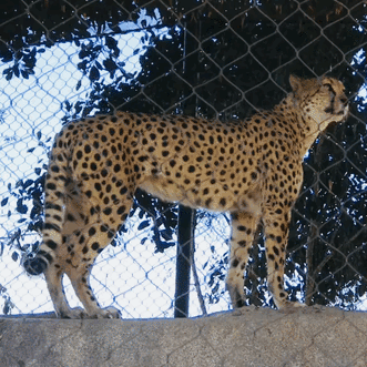 Probabilistic Graphical Models Github Topics Github