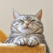 Supakarn Y Supakarn Yoojongdee Github - Light Wallpaper Collection - 4K Quality