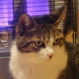 Oc Y Oshima Github - Colorful Wallpapers - Professional High Resolution Collection