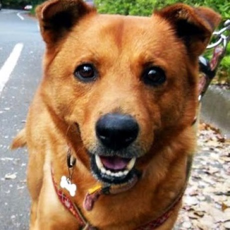 Shoji Github - Download Creative Sunset Illustration | Full HD