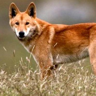 Dumas Github - Mobile Colorful Textures for Desktop