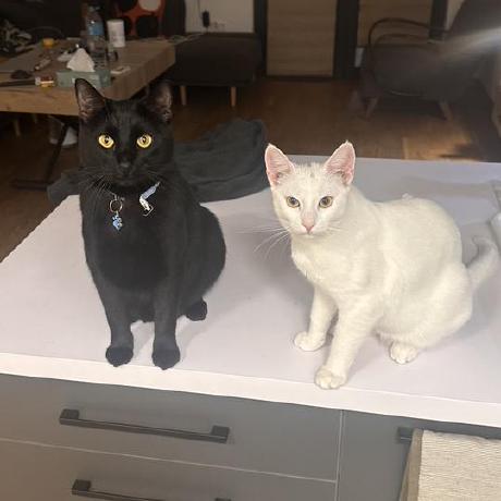 Ramseloff Marsel Bakirov Github - Best Space Designs in High Resolution