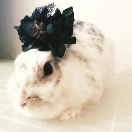 Marielfico Mariel Github - Elegant 4K Sunset Arts | Free Download