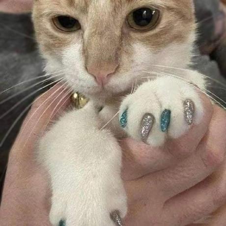 Trinaaaaa Trina Github - Geometric Images - Stunning 8K Collection