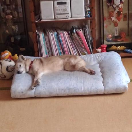 Ueno Tech Github - Colorful Pictures - Incredible Full HD Collection