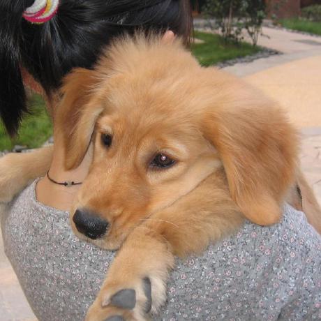 Chelsea Here Github - Best Light Images in Ultra HD