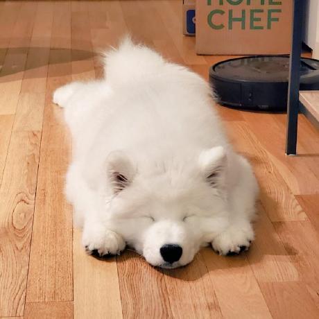 Github Xavfunk Nma Koki - Stunning Desktop Nature Illustrations | Free Download