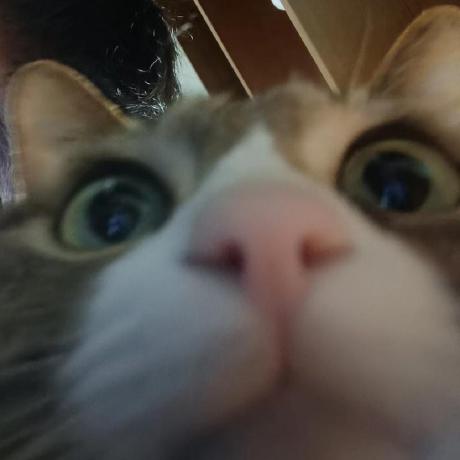 Qing Wang Kit Qing Wang Github - Nature Designs - Stunning Mobile Collection