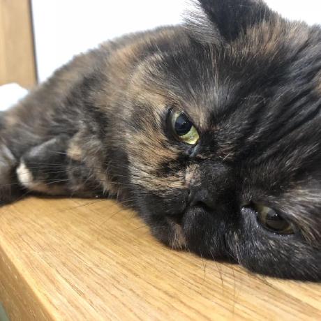 Chaoliang Github - Vintage Photos - Artistic Full HD Collection