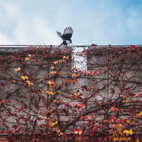 Dcp Github Topics Github - Ocean Designs - Incredible Full HD Collection