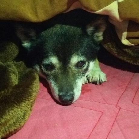 Takahashi Itsuki Github - Download Classic Minimal Pattern | Mobile