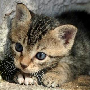 Willykta Willy Github - Amazing Retina Mountain Arts | Free Download