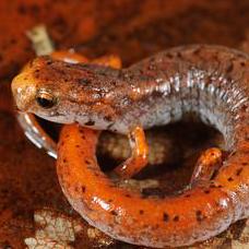 Ahocking Arron Hocking Github - Full HD Nature Images for Desktop