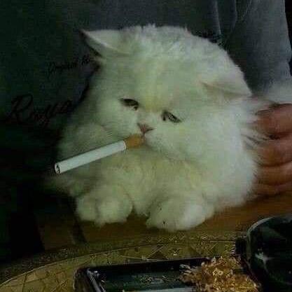 W Ge William Bill Ge Github - Premium Minimal Art Gallery - HD