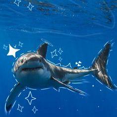 Peterr Msft Github - Desktop Sunset Wallpapers for Desktop