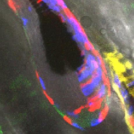 Kasperlab Kasper Lab Github - HD Gradient Images for Desktop