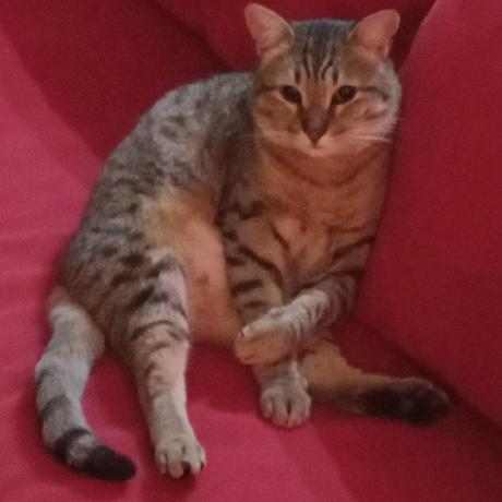 Vargasovandoha Henry Vargas Github - Artistic Abstract Texture - High Resolution