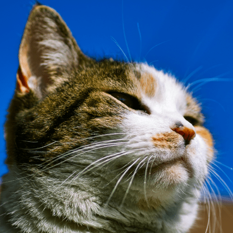 Github Ch1p98 Umai - Premium Nature Image Gallery - Full HD