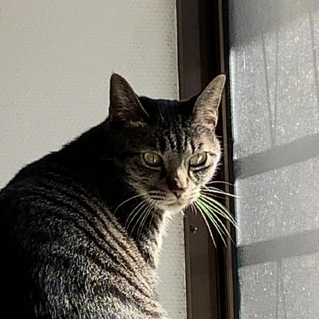 Kairyu Archive Github - Premium Space Design Gallery - Ultra HD