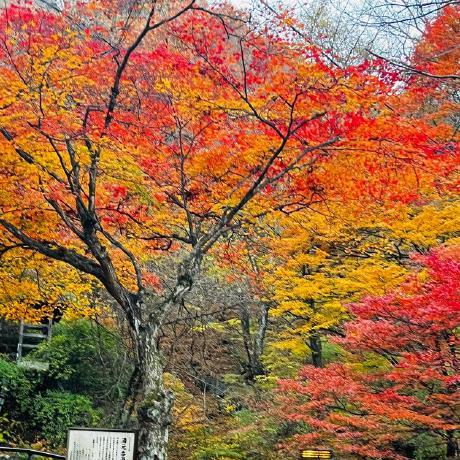 Github Ayesha Subhashanee Ayesha Subhashanee Io Web Site - Best Space Arts in HD