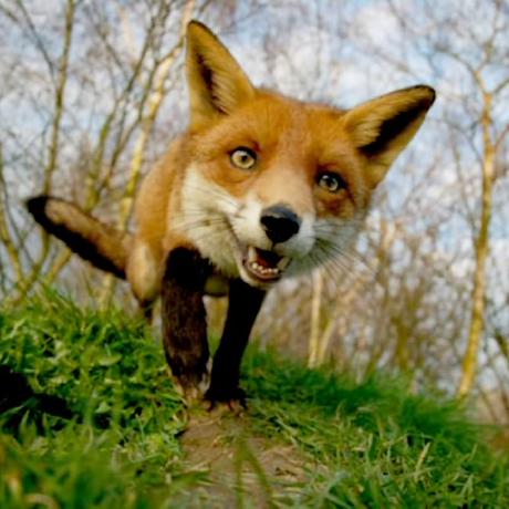 Mustaphabai Mustapha Github - Best Dark Pictures in HD