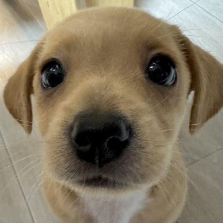 Benji09 Benji Github - Dark Patterns - Perfect Mobile Collection